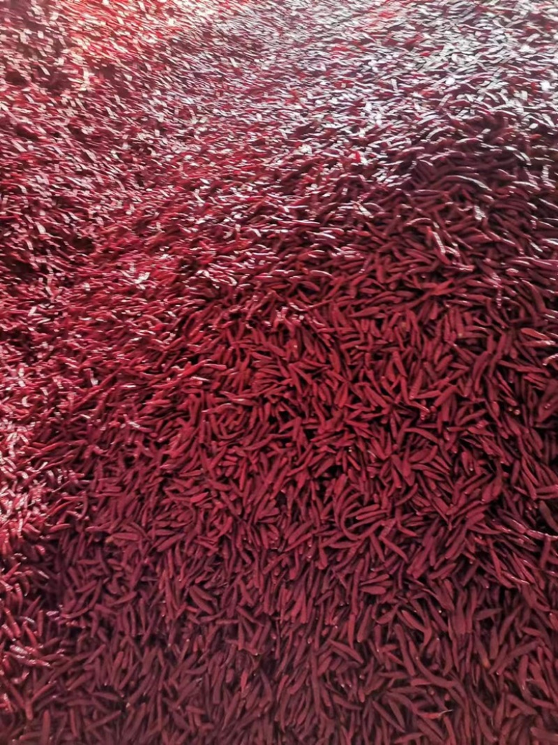 精品朝天椒大量有货吉林产地直发货源充足欢迎联系