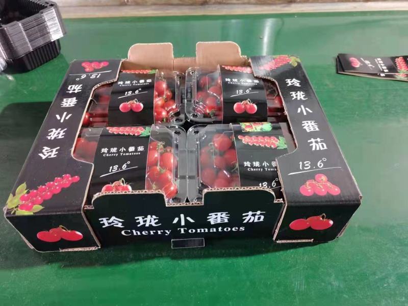 釜山88玲珑小番茄产地直供诚信经营对接商超