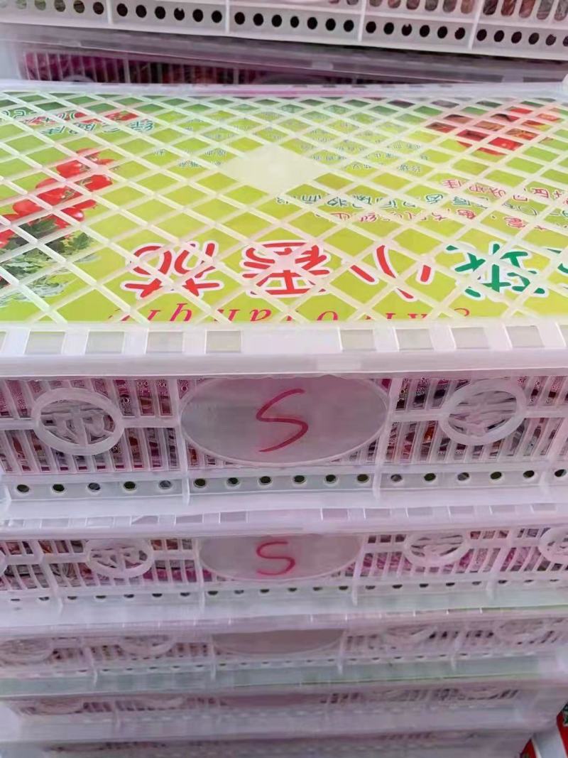 釜山88玲珑小番茄产地直供诚信经营对接商超