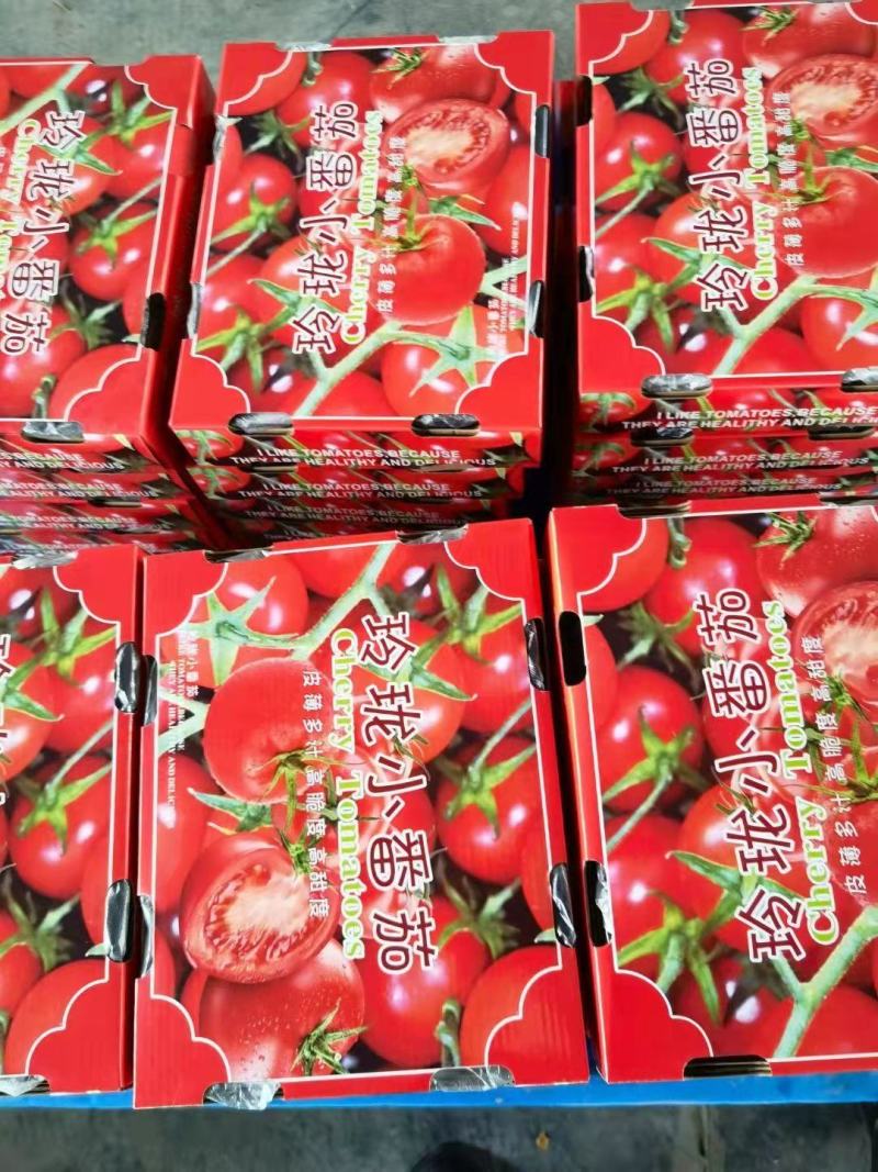釜山88玲珑小番茄产地直供诚信经营对接商超