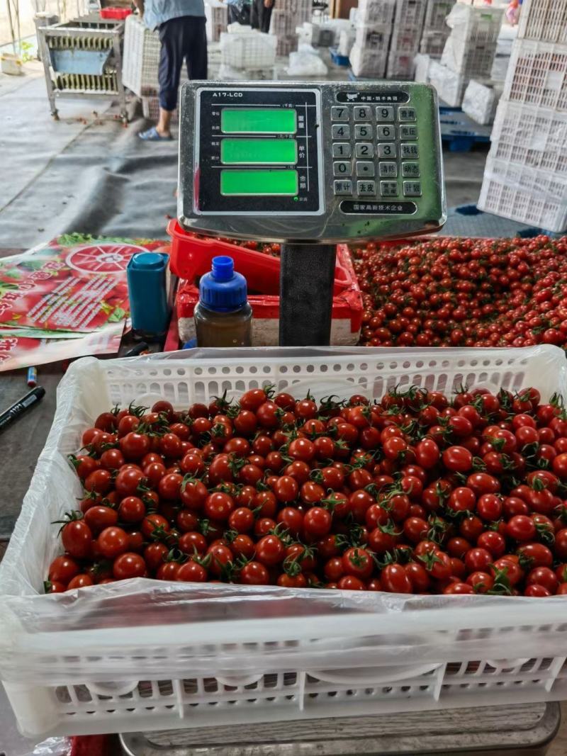 釜山88玲珑小番茄产地直供诚信经营对接商超