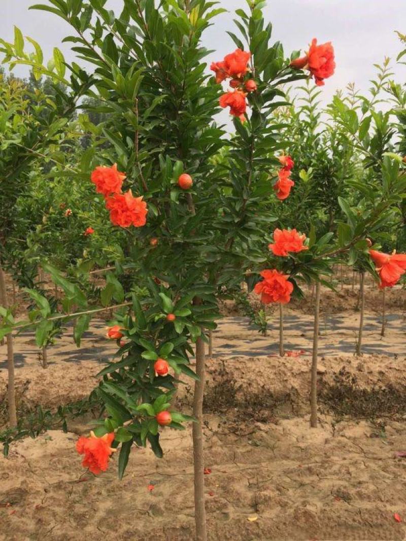 花石榴苗