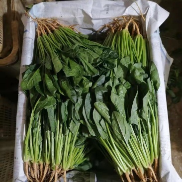 云南菠菜，货大从优，