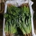云南菠菜，货大从优，