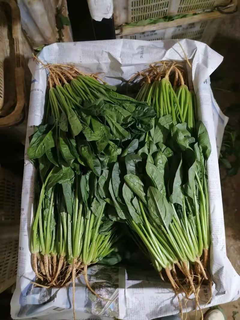 云南菠菜，货大从优，