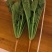 云南菠菜，货大从优，