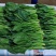 云南菠菜，货大从优，