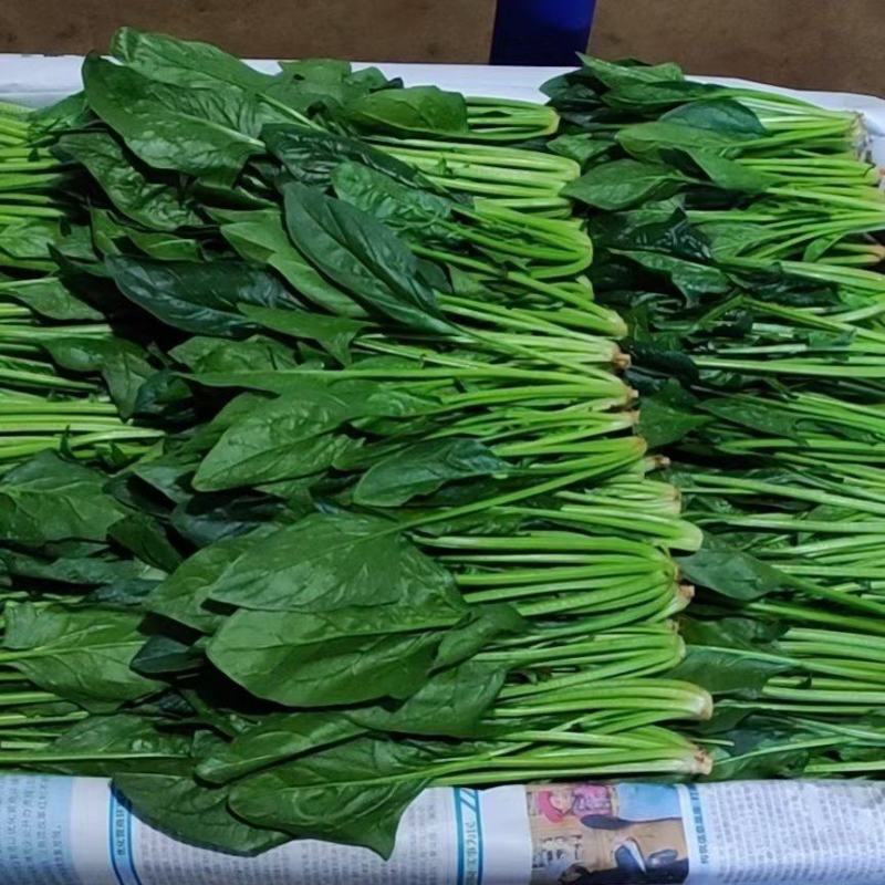 云南菠菜，货大从优，