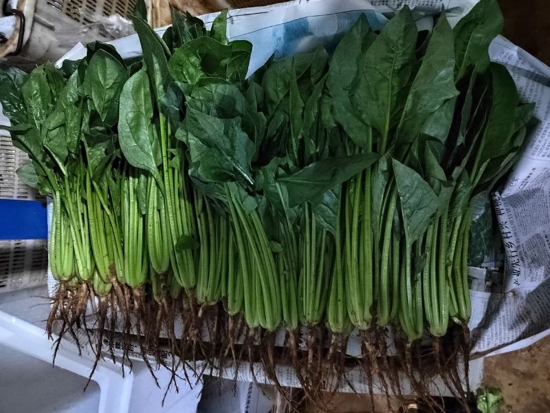 云南菠菜，货大从优，