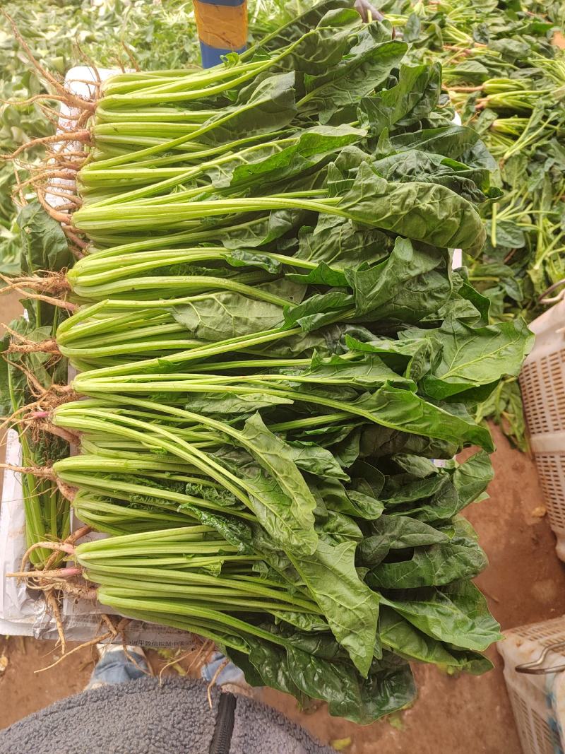 云南菠菜，货大从优，