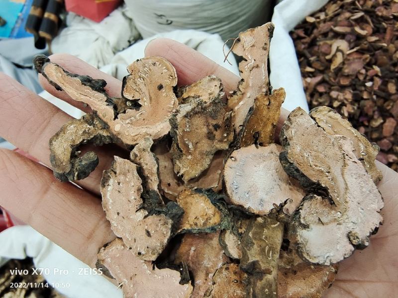 拳参也叫紫参含量高干货切片量大从优