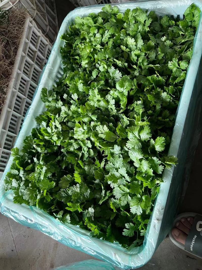 江苏东台优质香菜，产地直发，一手货源，全国发货，欢迎来电