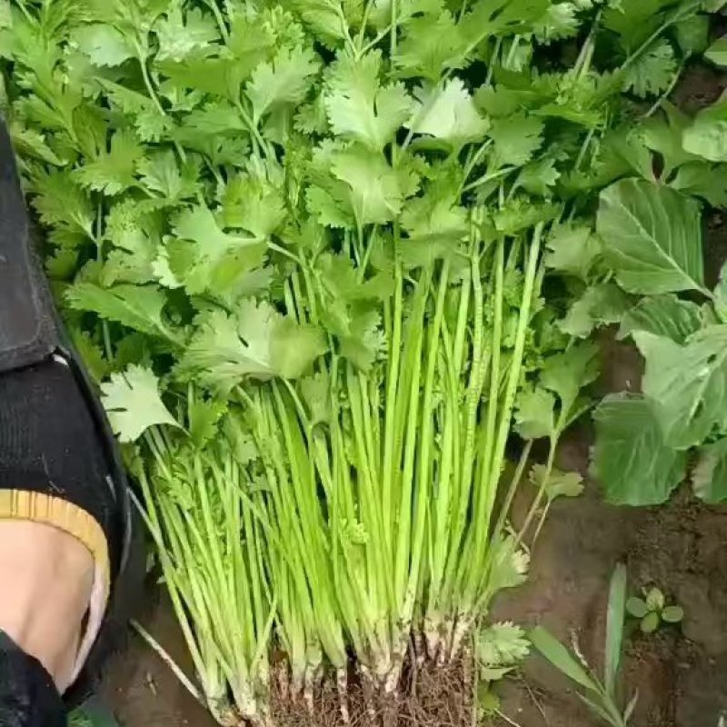 江苏东台优质香菜，产地直发，一手货源，全国发货，欢迎来电