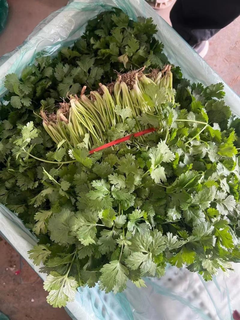 江苏东台优质香菜，产地直发，一手货源，全国发货，欢迎来电