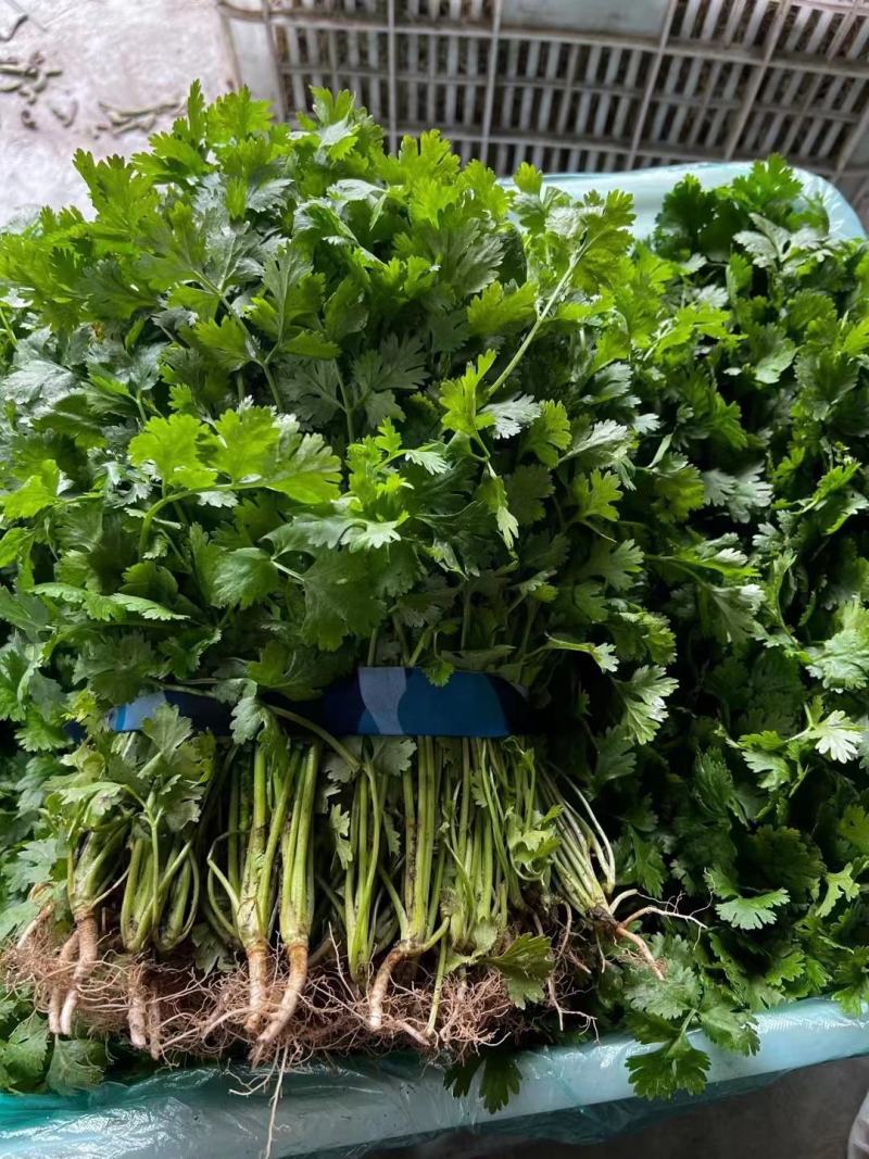 江苏东台优质香菜，产地直发，一手货源，全国发货，欢迎来电