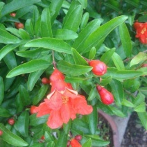 花石榴树苗
