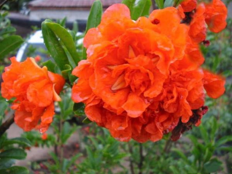 花石榴树苗