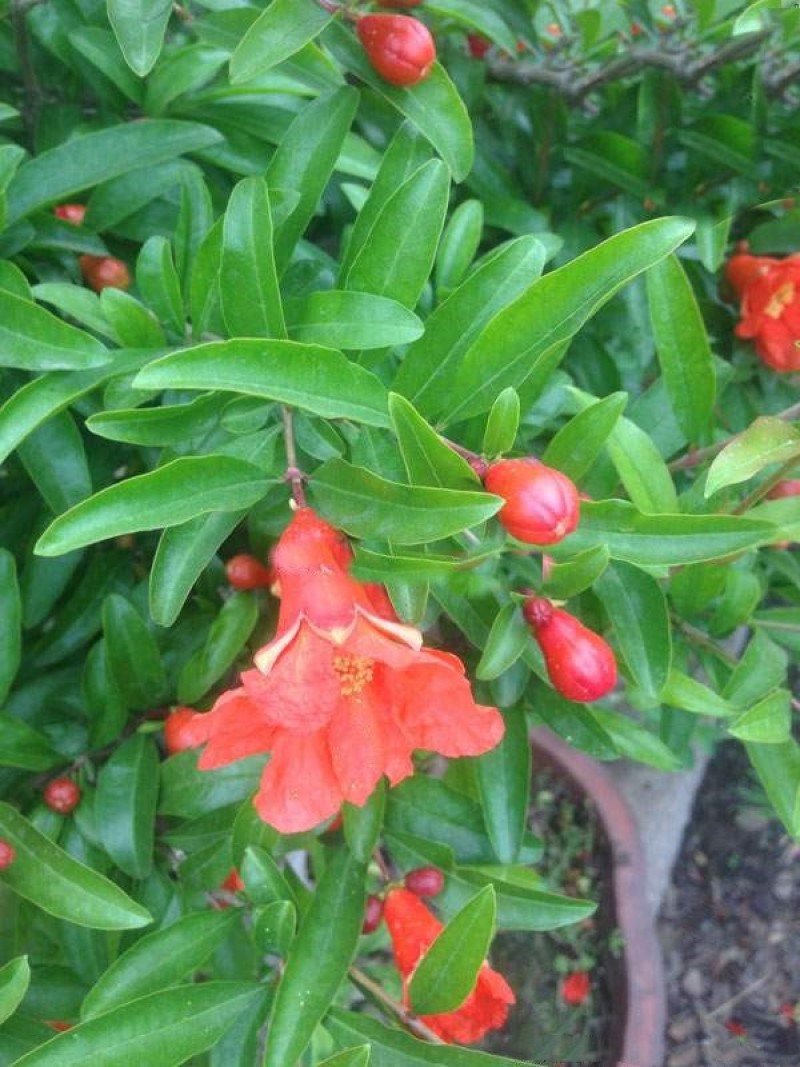 花石榴树苗