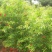 花石榴树苗