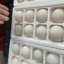 【优选】鹅蛋，盒装鹅蛋，桶装鹅蛋大桶蛋，雁鹅蛋