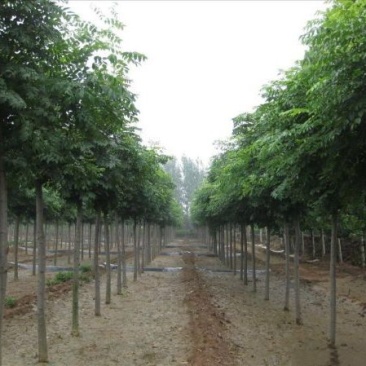 黄山栾树苗