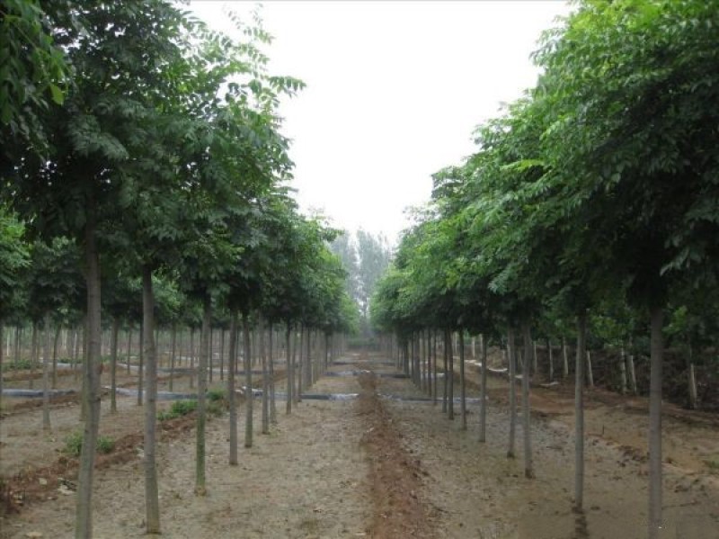 黄山栾树苗