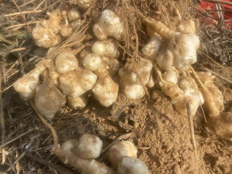 山东百亩沙地洋姜欢迎老板下单，全国发货，质量优良，物美价
