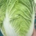 东台大白菜，黄心白菜，产地直发，一手货源，品质保证，欢迎