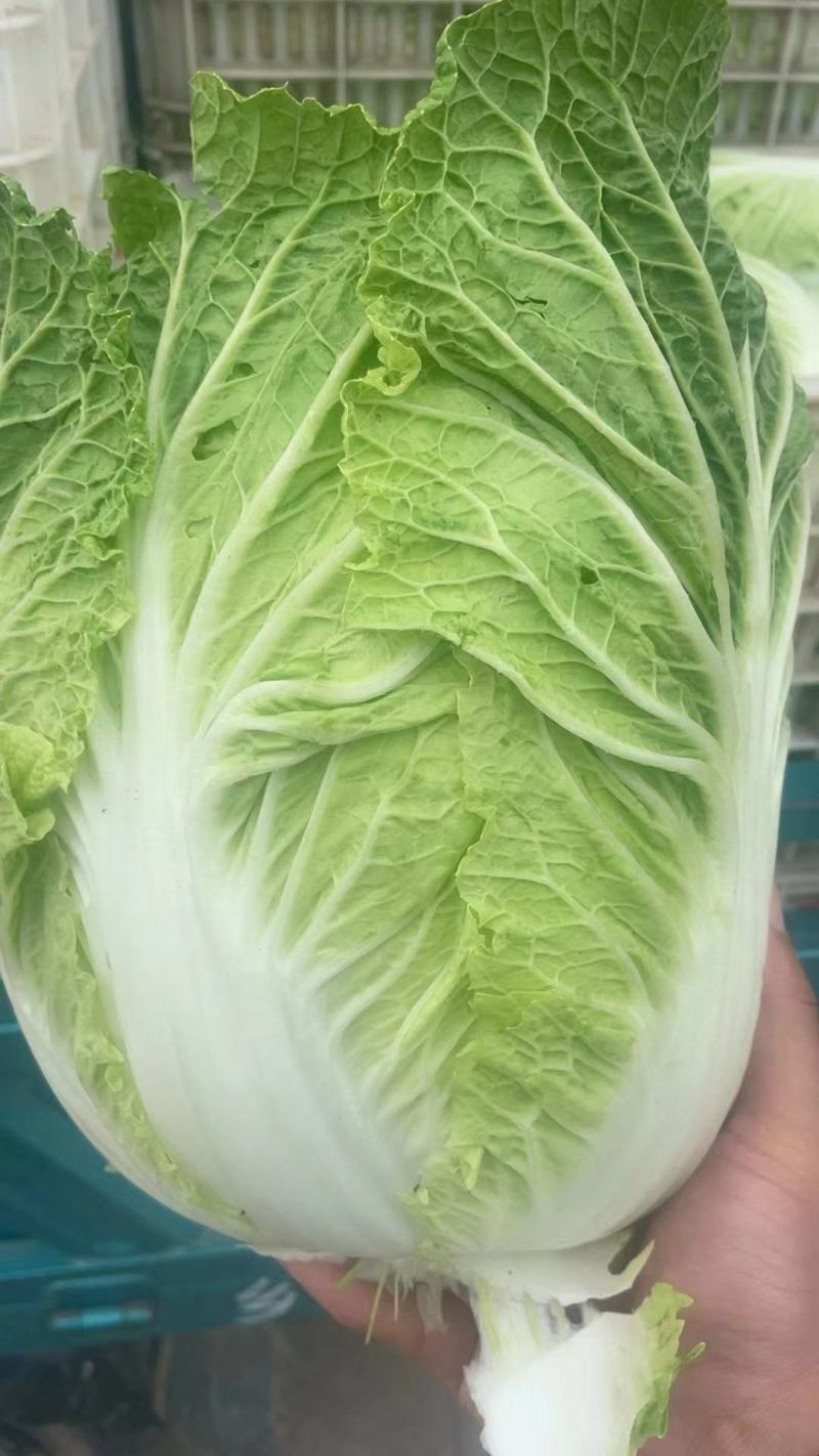 东台大白菜，黄心白菜，产地直发，一手货源，品质保证，欢迎