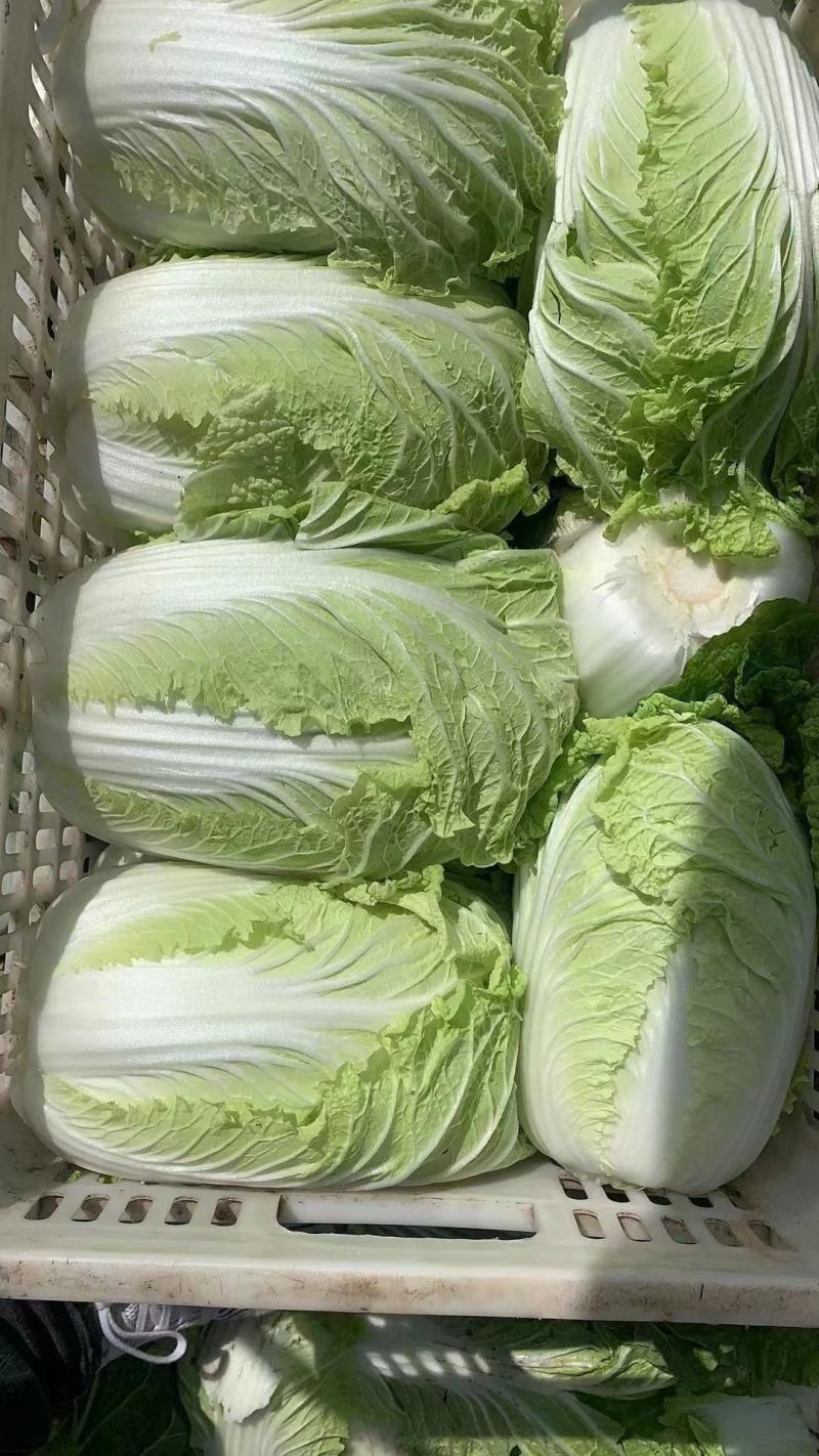 东台大白菜，黄心白菜，产地直发，一手货源，品质保证，欢迎