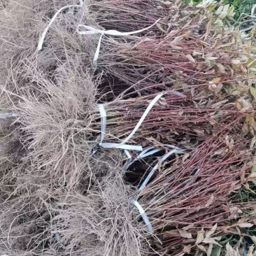 蓝靛果苗大果当年结果苗一年两年三年苗品种齐全保证成活
