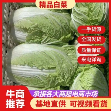 东台大白菜，黄心白菜，产地直发，一手货源，品质保证，欢迎