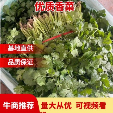 江苏东台优质香菜，产地直发，一手货源，全国发货，欢迎来电