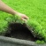 佛甲草苗