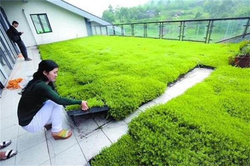 佛甲草苗