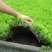 佛甲草苗