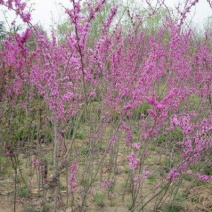 丛生紫荆