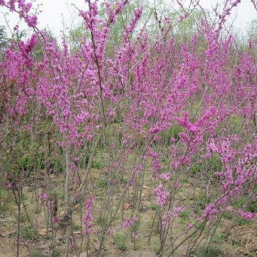 丛生紫荆