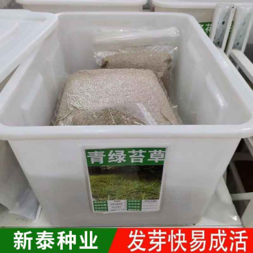 苔草种子青绿薹草种子莎草科多年生长寿草坪叶量大崂峪苔草种