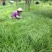 苔草种子青绿薹草种子莎草科多年生长寿草坪叶量大崂峪苔草种