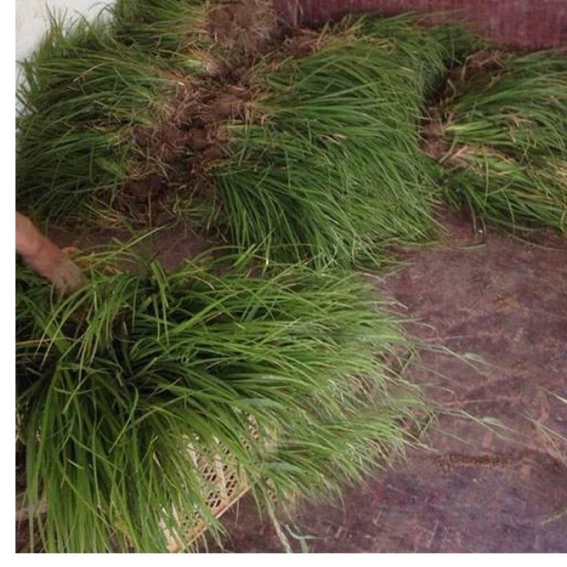 苔草种子青绿薹草种子莎草科多年生长寿草坪叶量大崂峪苔草种