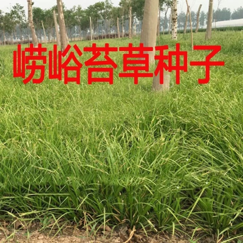 苔草种子青绿薹草种子莎草科多年生长寿草坪叶量大崂峪苔草种