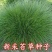 苔草种子青绿薹草种子莎草科多年生长寿草坪叶量大崂峪苔草种