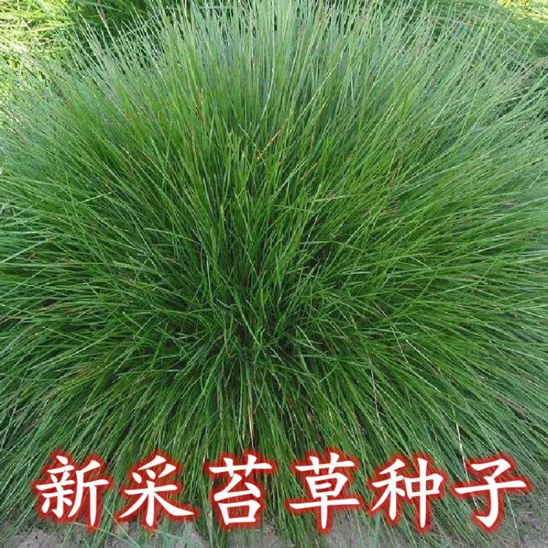 苔草种子青绿薹草种子莎草科多年生长寿草坪叶量大崂峪苔草种