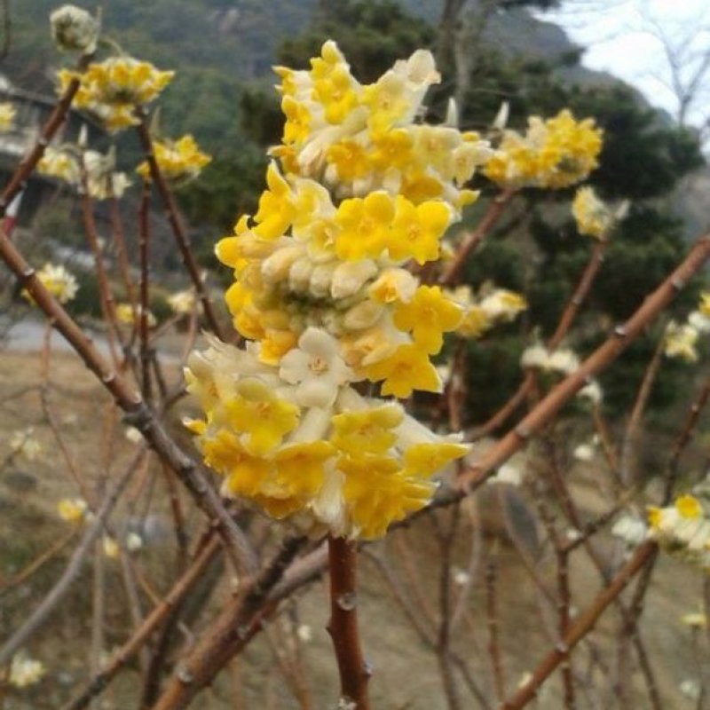 结香树苗
