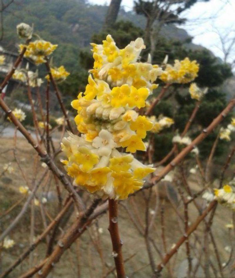 结香树苗