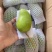 海南小台芒【一件代发】，3/5/9斤对接电商微商直播平台