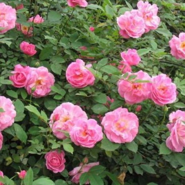 丰花玫瑰苗