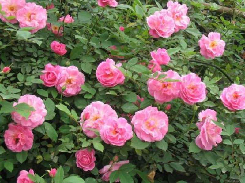 丰花玫瑰苗