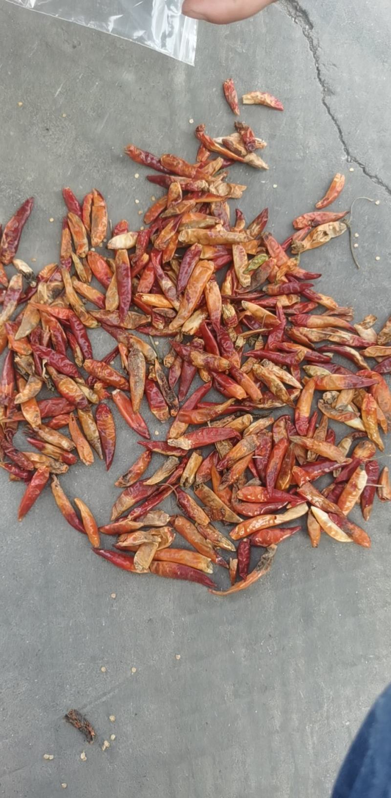 三英椒花皮，干度好，库内花皮库外都有货